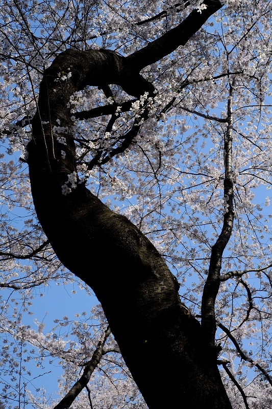 おめざの桜_f0050534_23131949.jpg