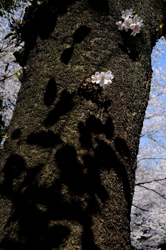 おめざの桜_f0050534_23133025.jpg