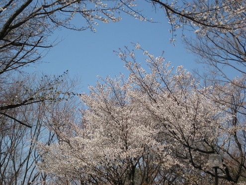 sakura 　さくら　桜　_f0161834_15175431.jpg