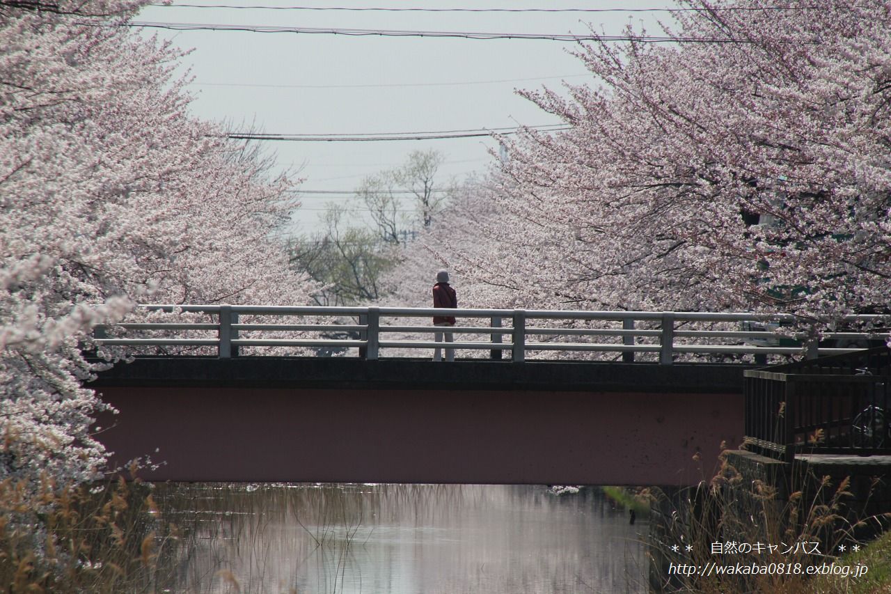 葛西用水の桜満開でした＼(^o^)／_e0052135_18411710.jpg