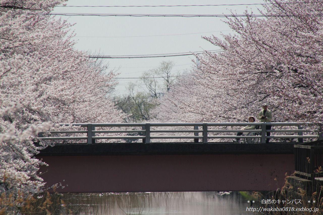 葛西用水の桜満開でした＼(^o^)／_e0052135_18413276.jpg