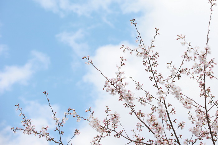 桜の空 Toumei Oak 空の写真集 桜の空 Toumei Oak 空の写真集