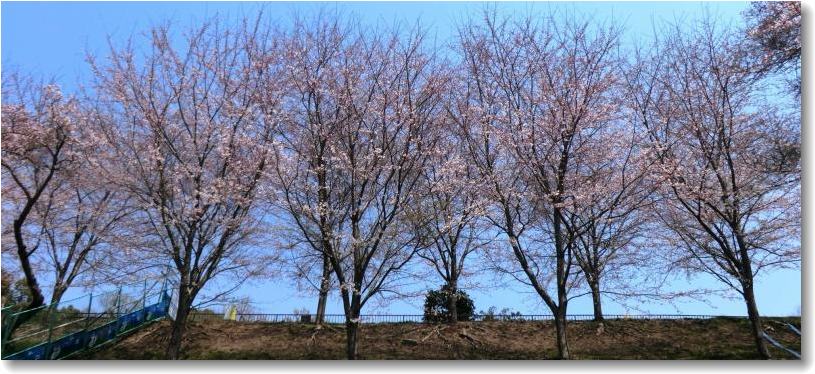 奥須磨公園の桜_b0036638_23263382.jpg