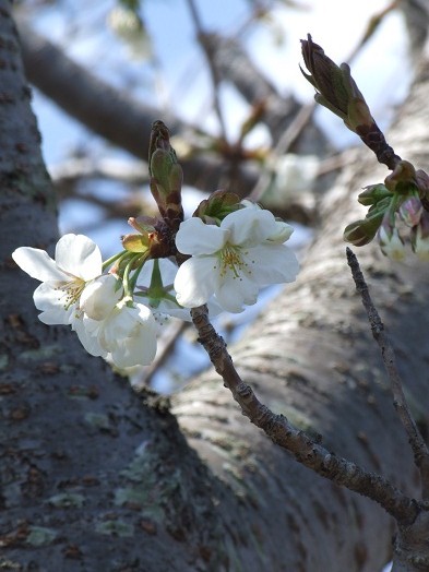 桜！桜！！_b0089338_21522288.jpg