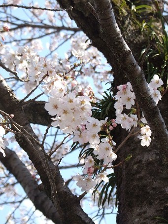 桜！桜！！_b0089338_21533056.jpg