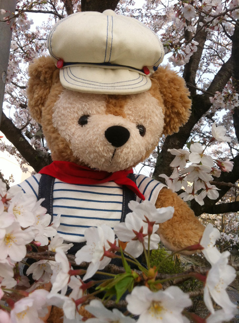 YFCzブログ更新、ダッフィーもyoshikittyも花見!_c0036138_1973273.jpg