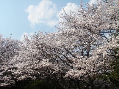 a0054240_2205830.jpg