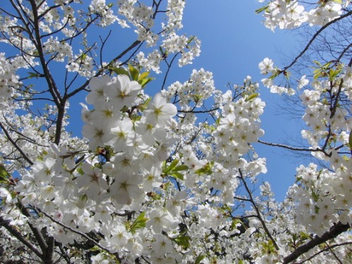 桜の開花。_e0222340_15353440.jpg