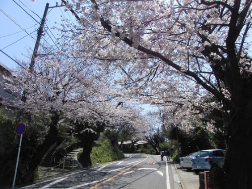 桜の開花。_e0222340_1536584.jpg