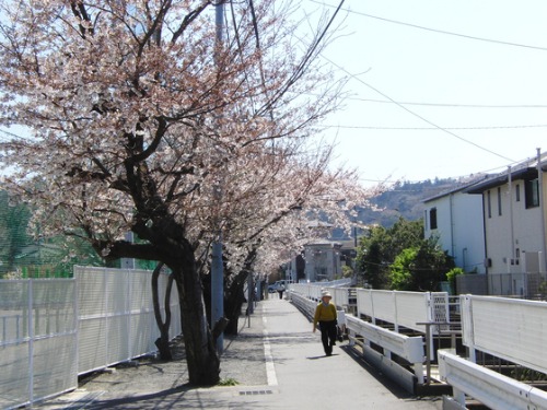 桜の開花。_e0222340_15544718.jpg
