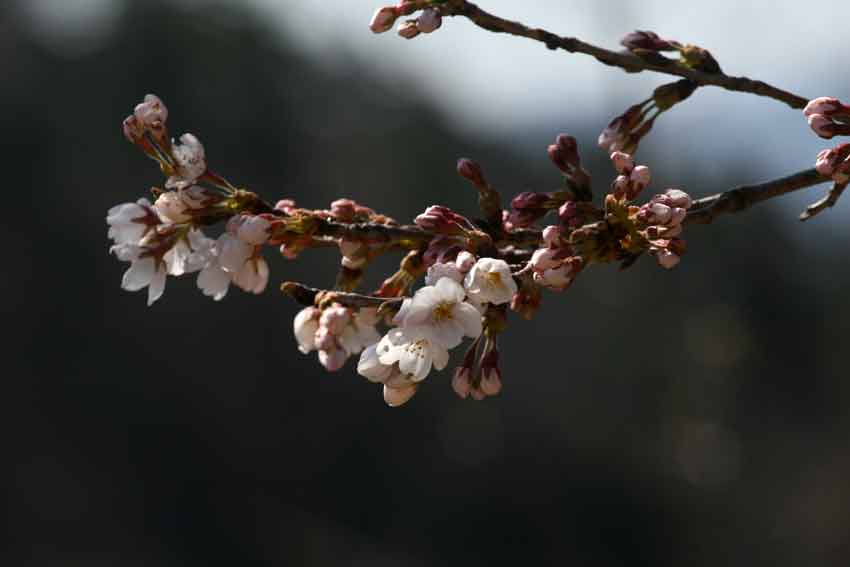 「神山森林公園」の桜♪_d0058941_20271150.jpg
