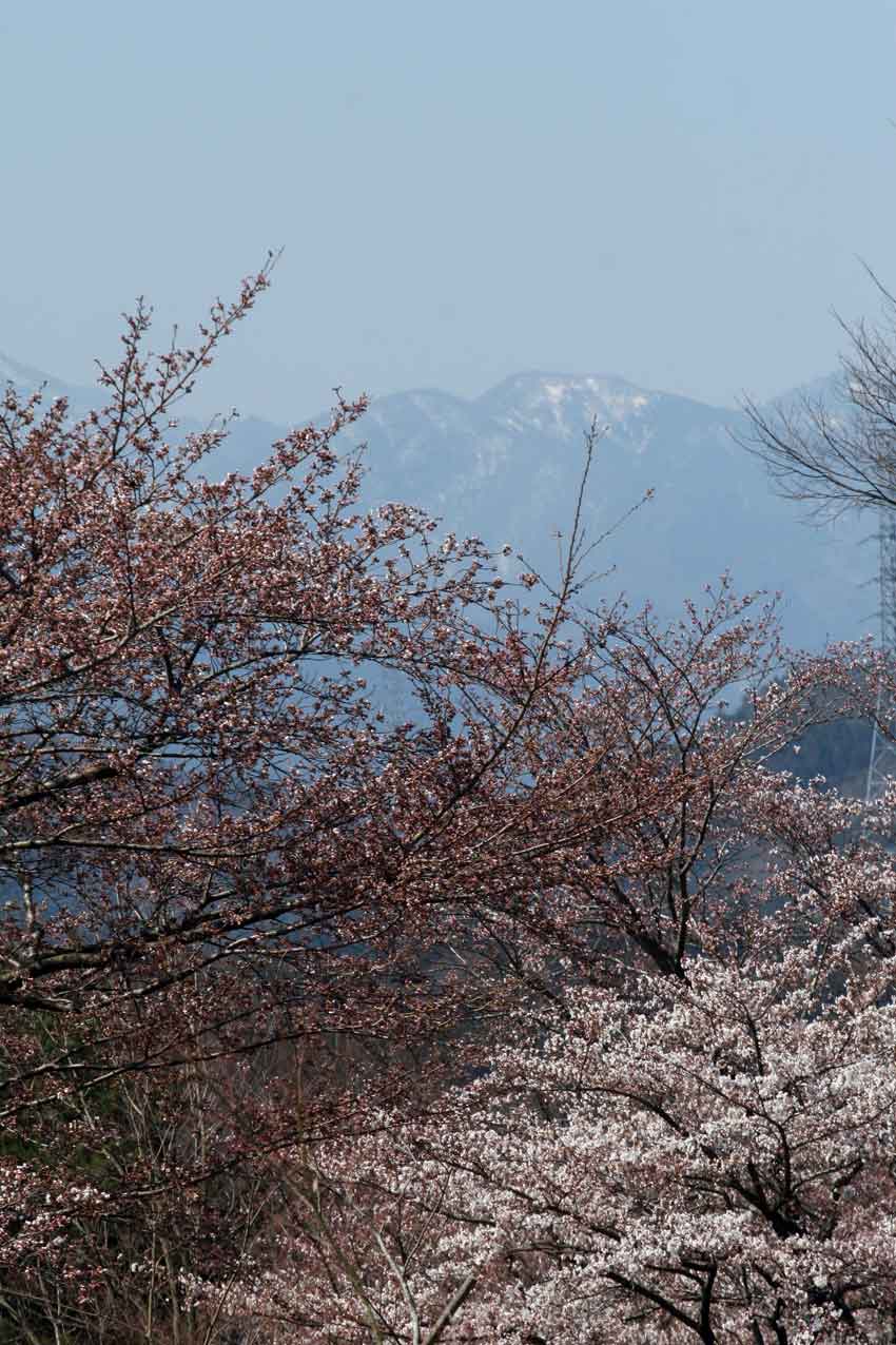 「神山森林公園」の桜♪_d0058941_20485979.jpg