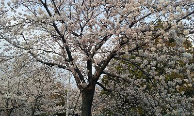 桜咲く_e0129942_16215798.jpg