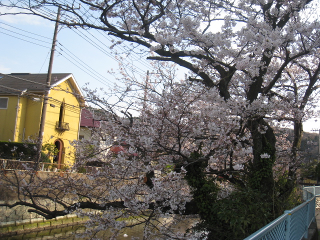 逗子の桜_d0089446_2281116.jpg