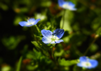 里山便り。_d0227246_13364955.jpg