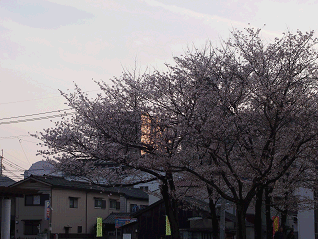 桜が綺麗です。_f0169347_18434561.gif