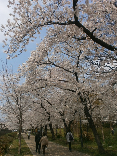 SAKURA SAKURA SAKURA 「　お花見RUN　」_c0107948_16552852.jpg