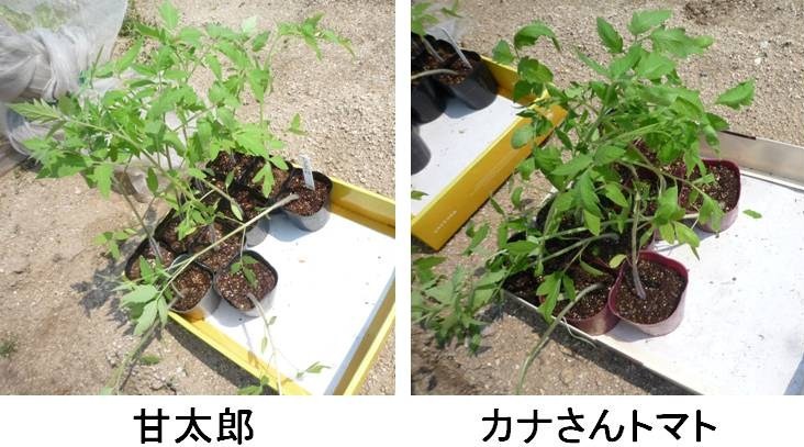 トマトの植え付け_f0089748_22172625.jpg