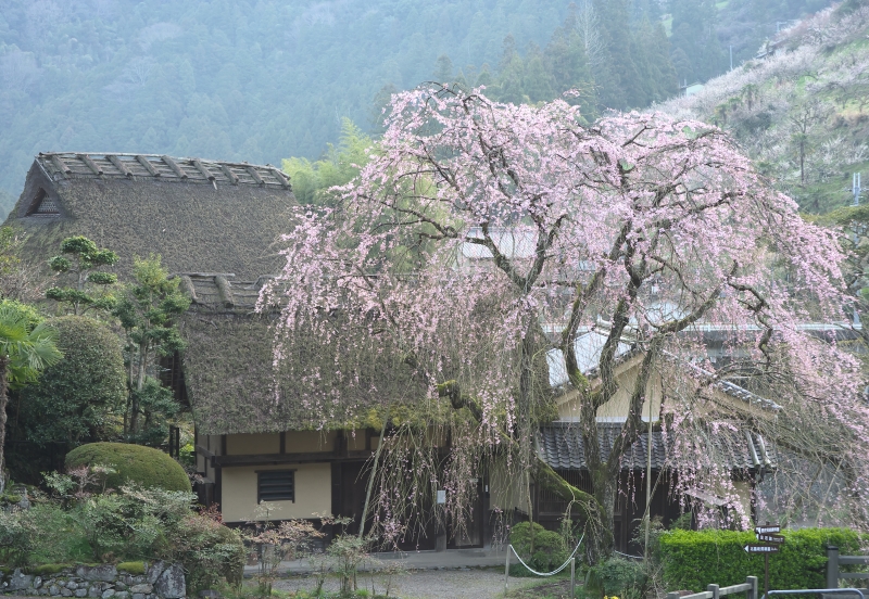 賀名生皇居枝垂れ桜_b0147449_18422635.jpg