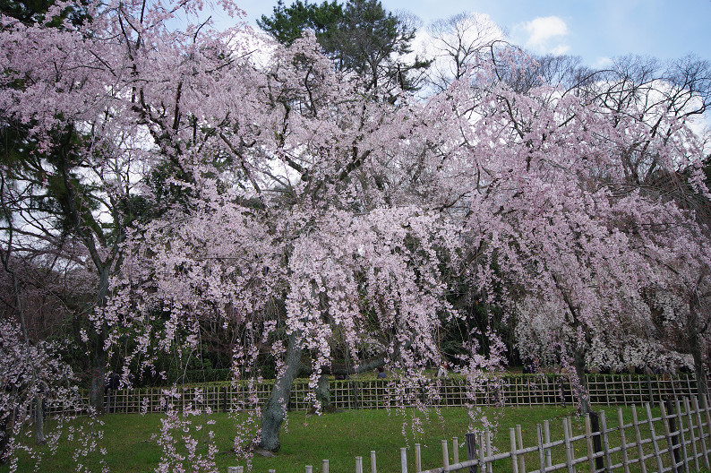 京都御苑 桜..._f0152550_2133418.jpg