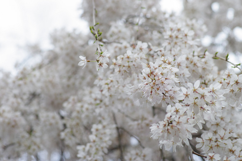 京都御苑 桜..._f0152550_2134486.jpg