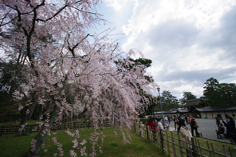 京都御苑 桜..._f0152550_2134499.jpg