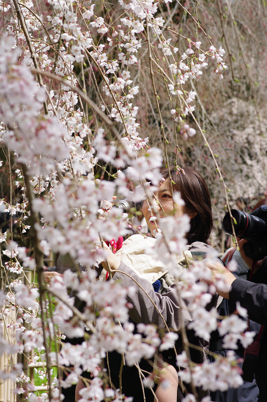 京都御苑 桜..._f0152550_2141754.jpg