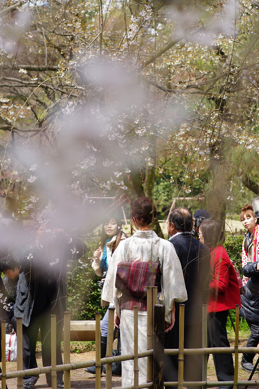 京都御苑 桜..._f0152550_2142826.jpg