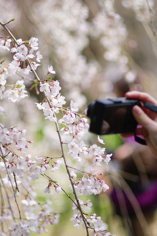京都御苑 桜..._f0152550_2142966.jpg