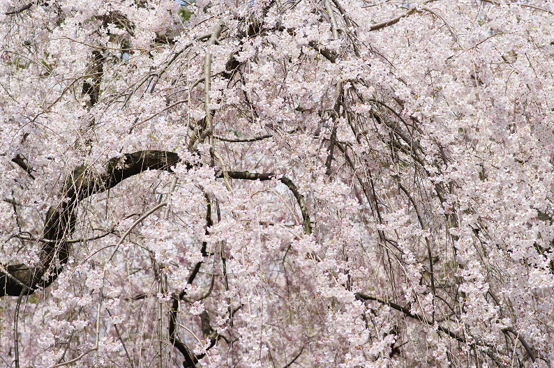 京都御苑 桜..._f0152550_2144356.jpg
