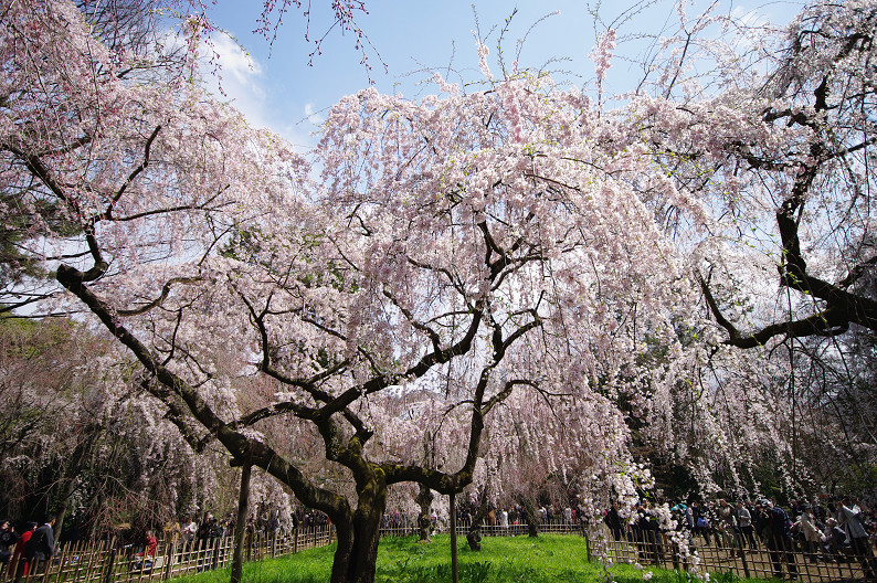 京都御苑 桜..._f0152550_2145987.jpg