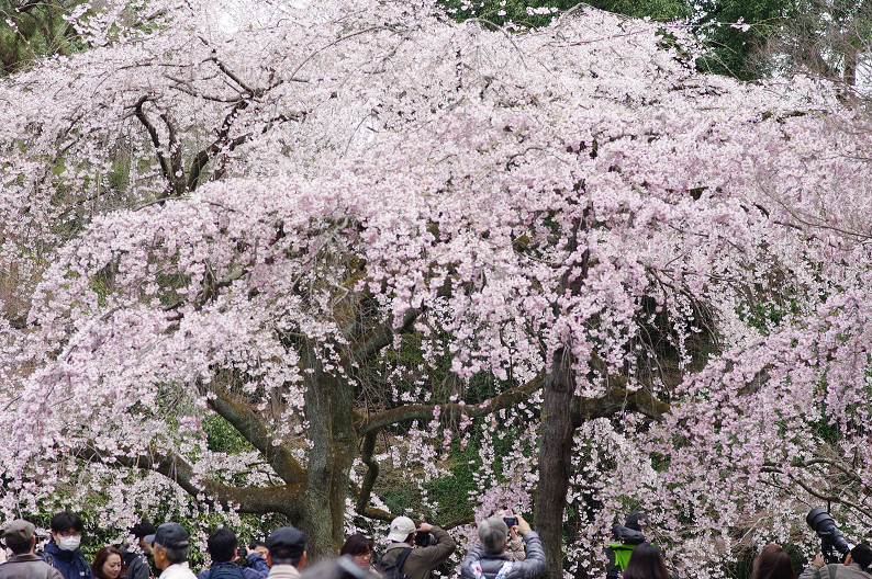 京都御苑 桜..._f0152550_214610.jpg