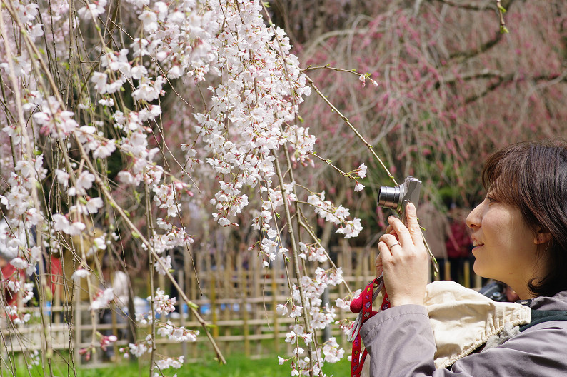 京都御苑 桜..._f0152550_214781.jpg