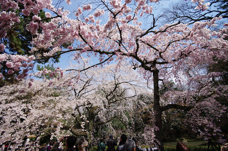 京都御苑 桜..._f0152550_2151257.jpg