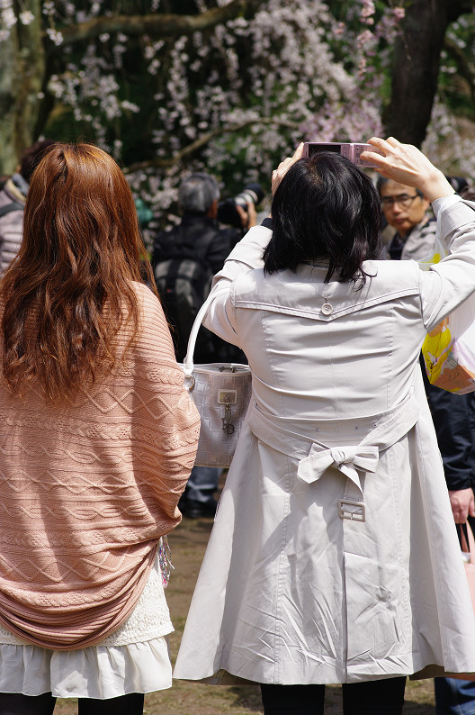 京都御苑 桜..._f0152550_2152882.jpg