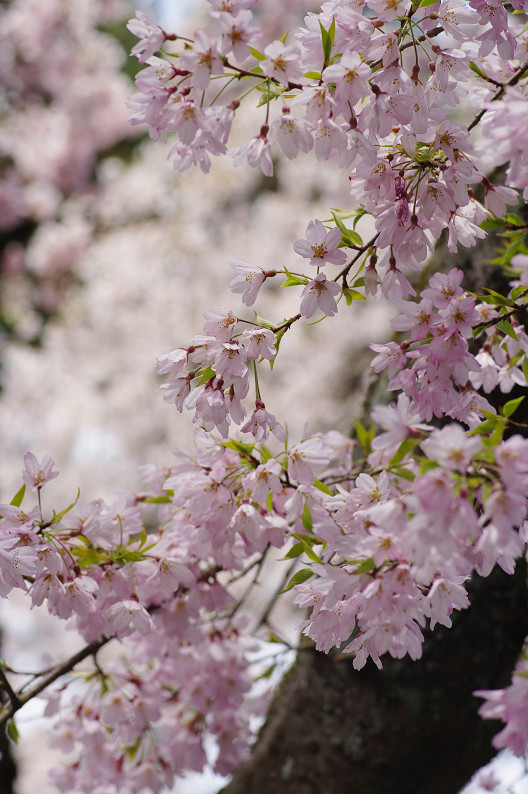 京都御苑 桜..._f0152550_2154017.jpg