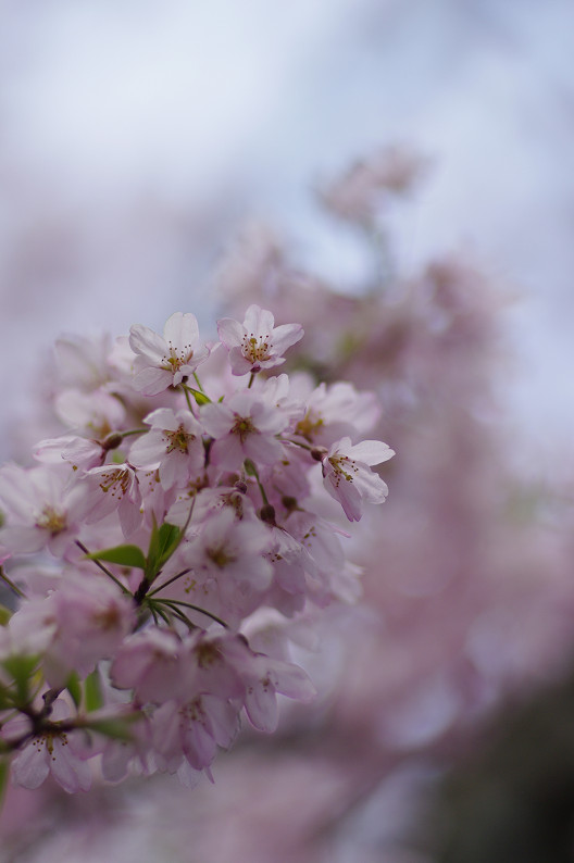 京都御苑 桜..._f0152550_2155158.jpg