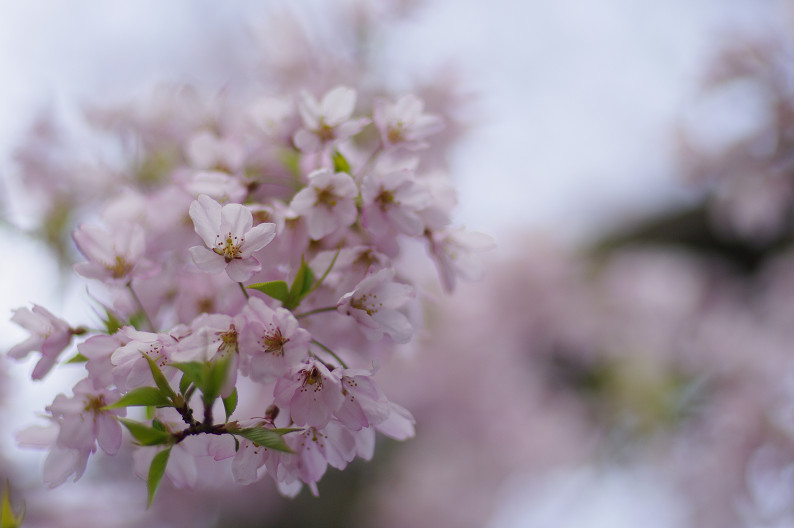 京都御苑 桜..._f0152550_2155284.jpg