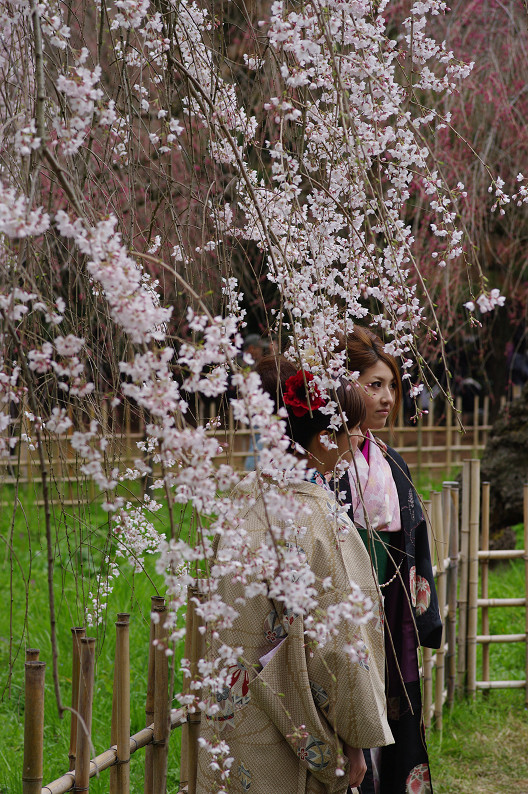 京都御苑 桜..._f0152550_2161868.jpg