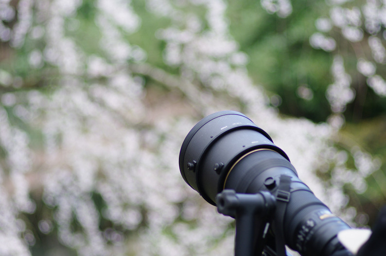 京都御苑 桜..._f0152550_216324.jpg