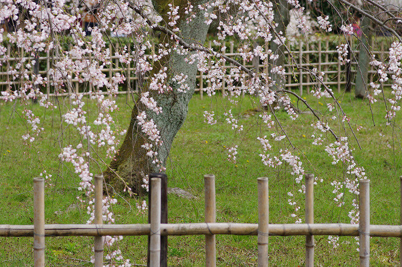 京都御苑 桜..._f0152550_2163270.jpg