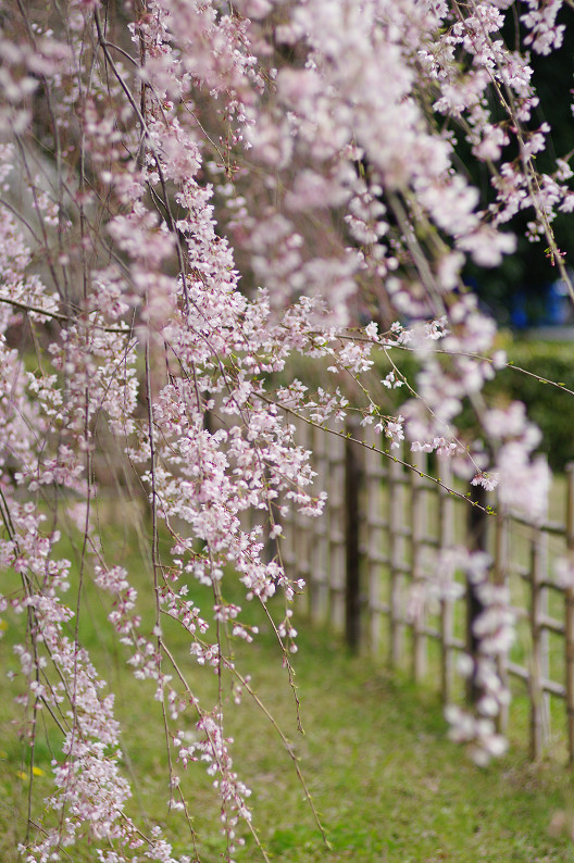京都御苑 桜..._f0152550_2164458.jpg