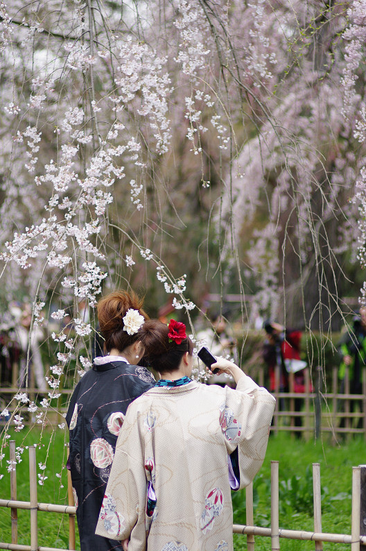 京都御苑 桜..._f0152550_216459.jpg