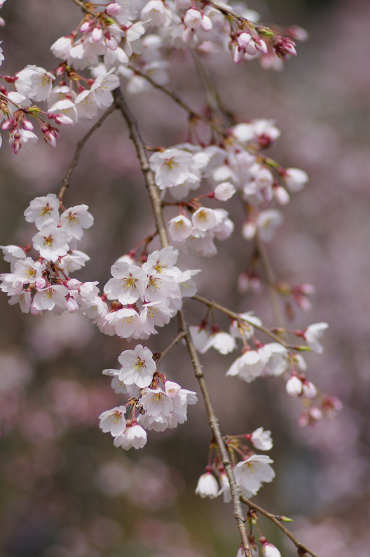 京都御苑 桜..._f0152550_2165538.jpg