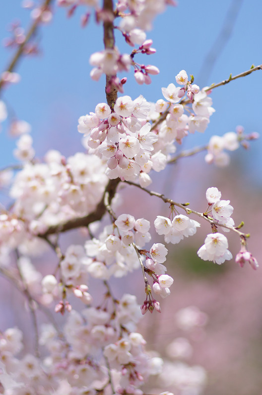 京都御苑 桜..._f0152550_2165787.jpg