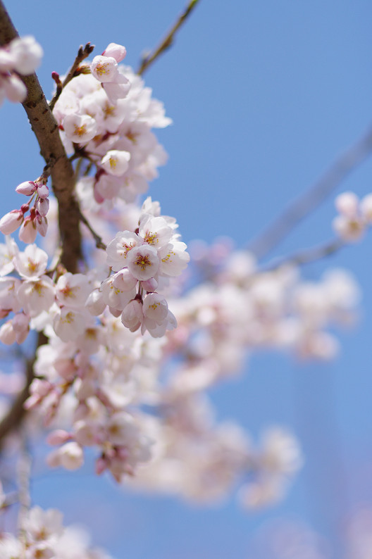 京都御苑 桜..._f0152550_2171060.jpg