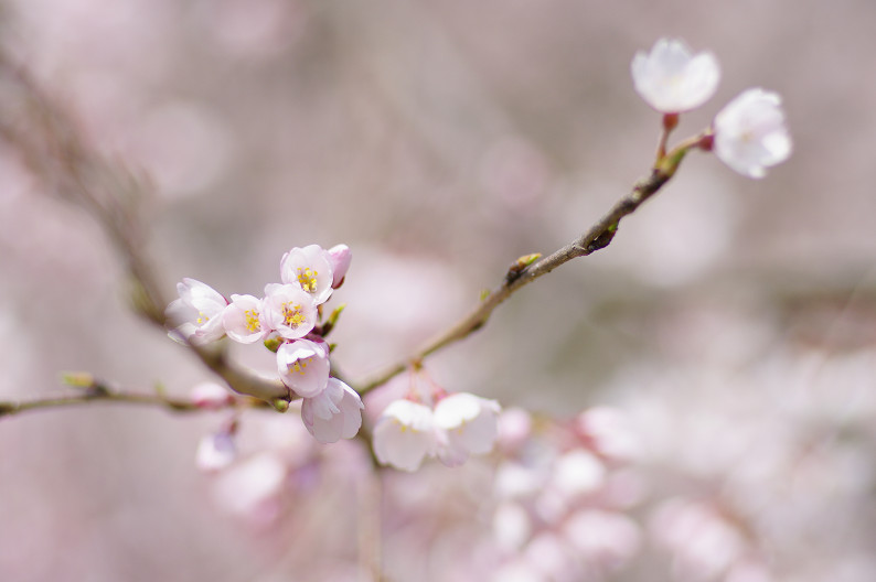 京都御苑 桜..._f0152550_2173273.jpg