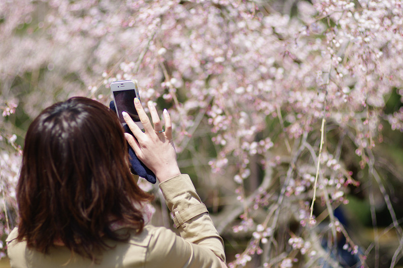 京都御苑 桜..._f0152550_2174394.jpg