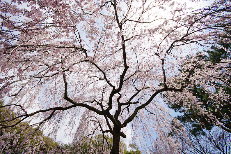京都御苑 桜..._f0152550_2175628.jpg