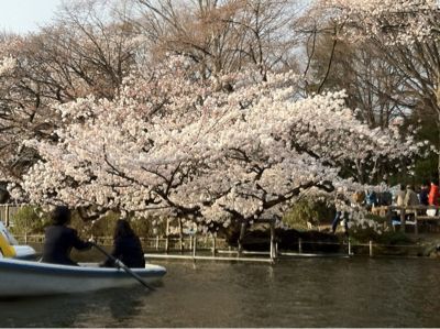 井之頭公園桜満開です_a0119753_13202361.jpg